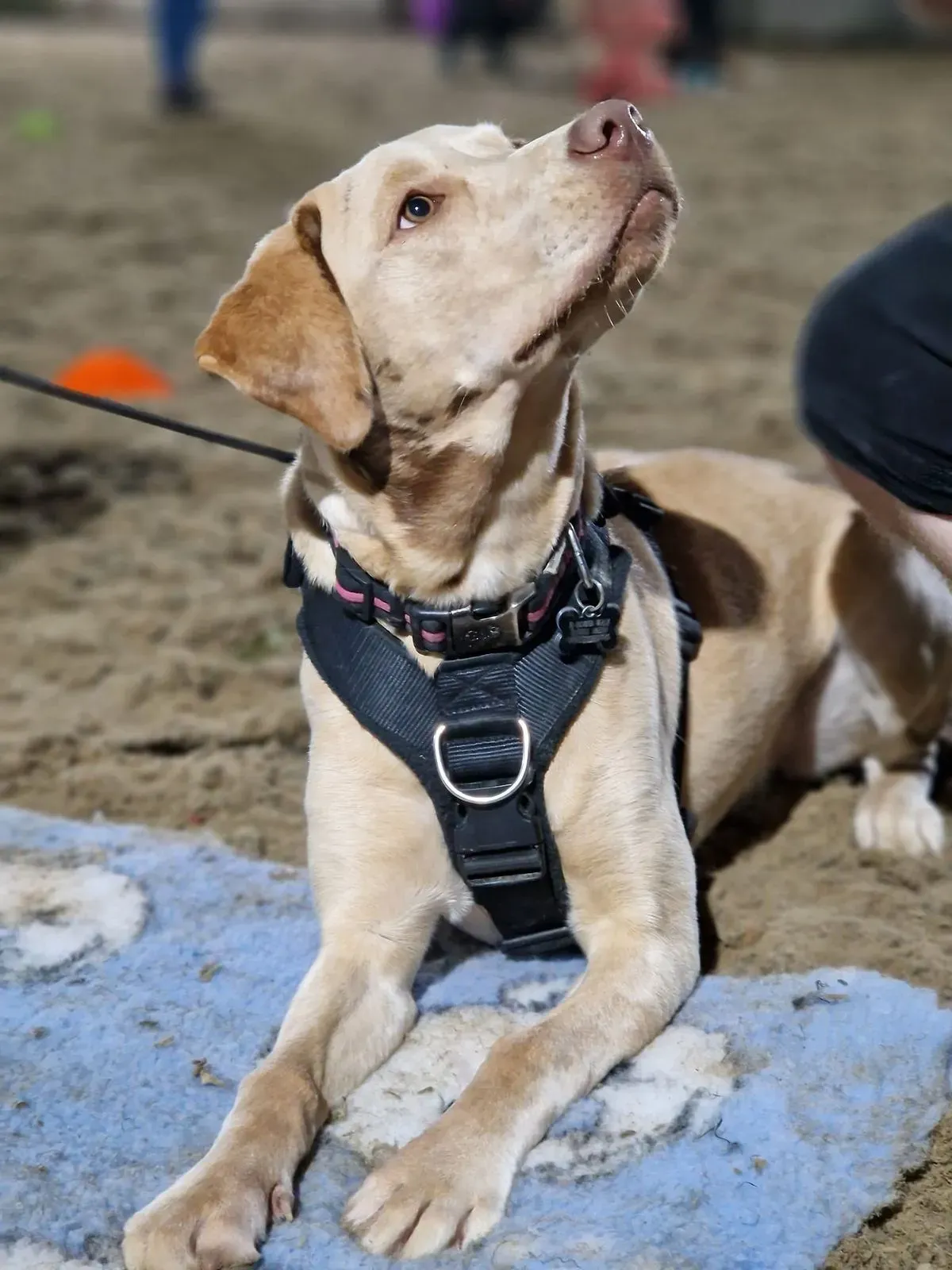 Dog Training 1-2-1 Sessions image