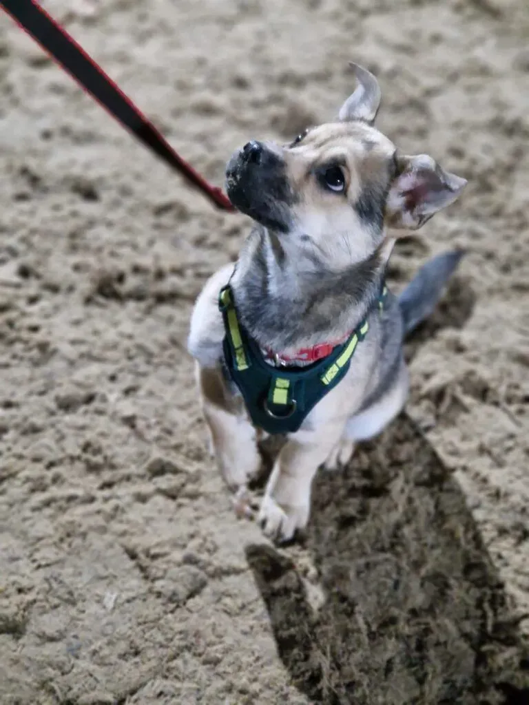 Puppy Classes image