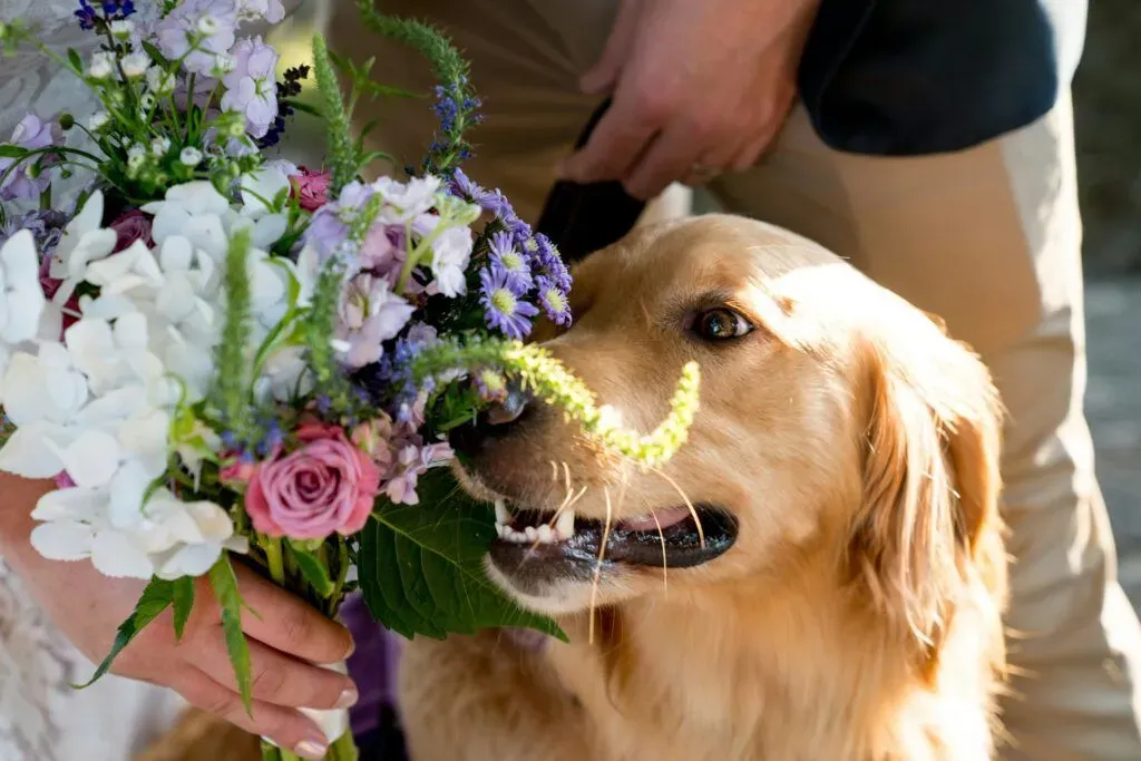 Dog Wedding Chaperone Service image