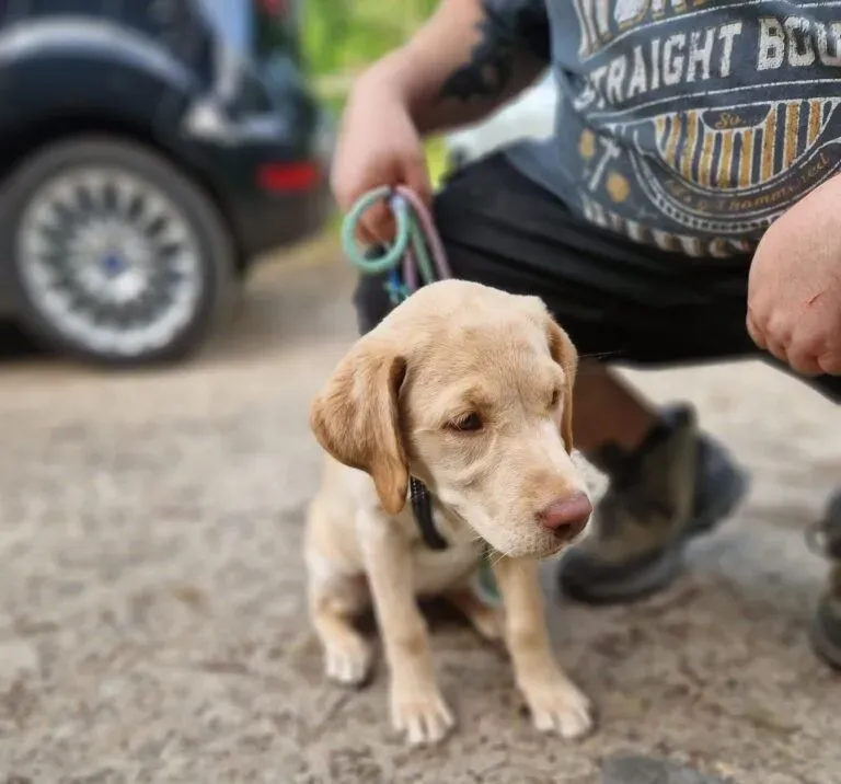 Descriptive text for the image