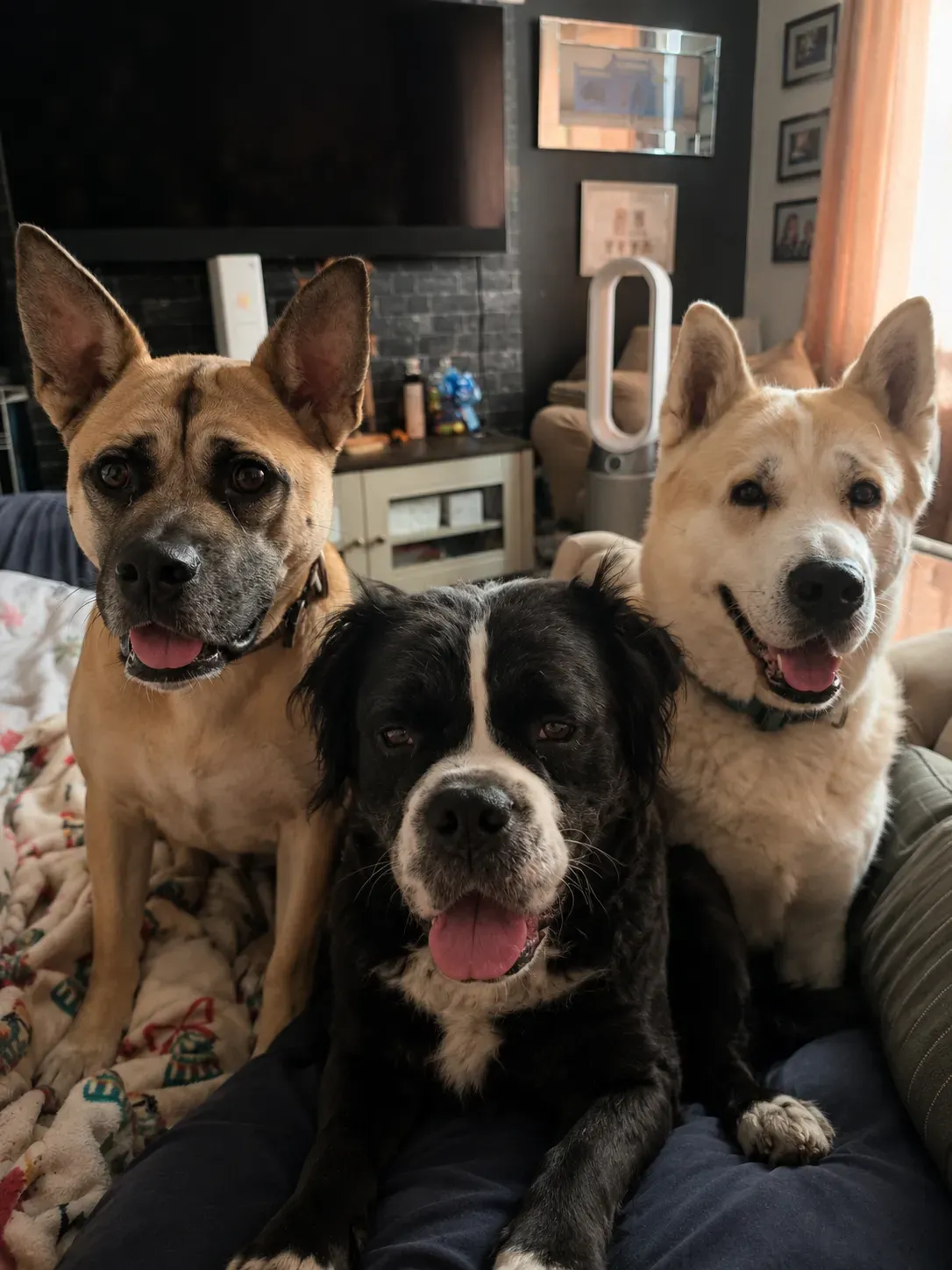 Loving Care for Your Furry Friends