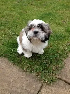 Puppy visits image background image