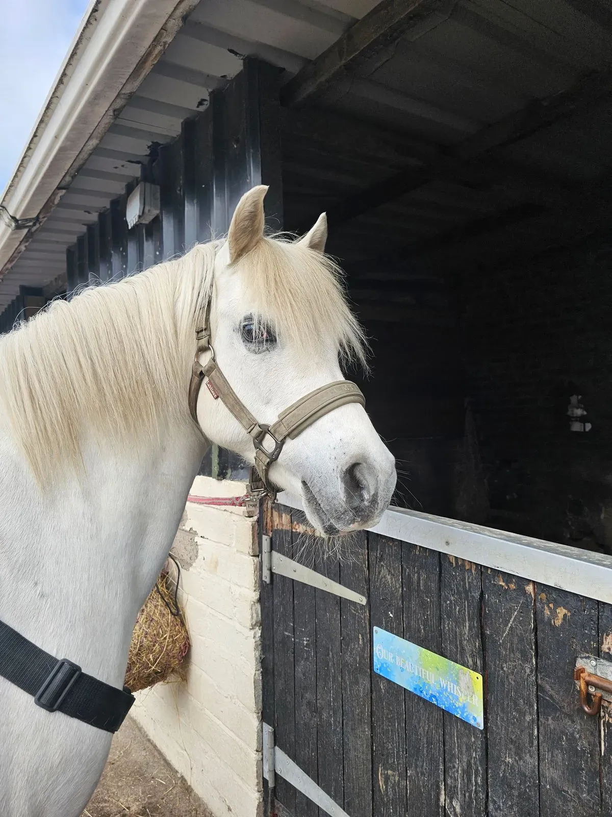 Equine Health Consultations
