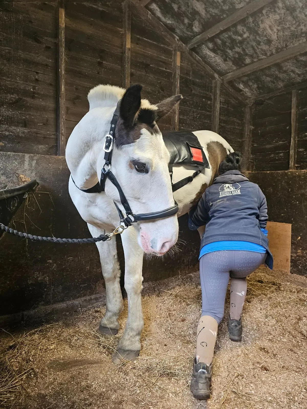 Expert Equine Health Care