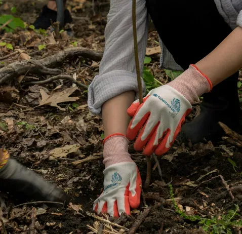 Crown reduction image background image