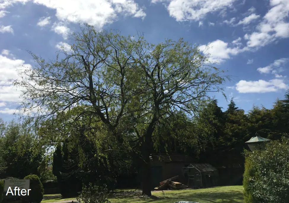 Crown reduction image background image