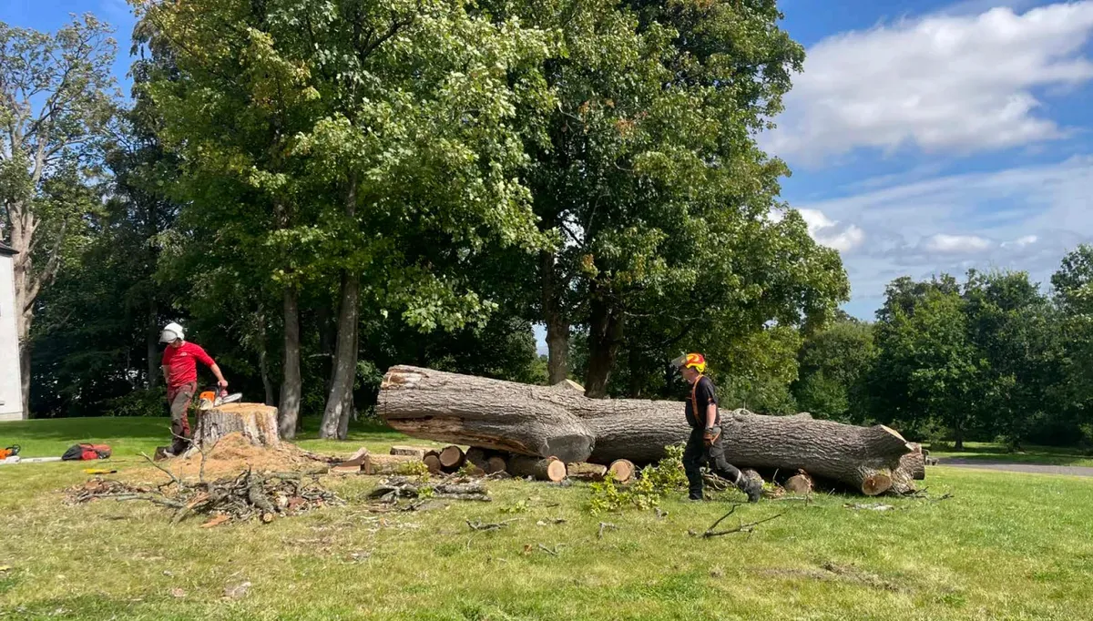 Tree felling image background image