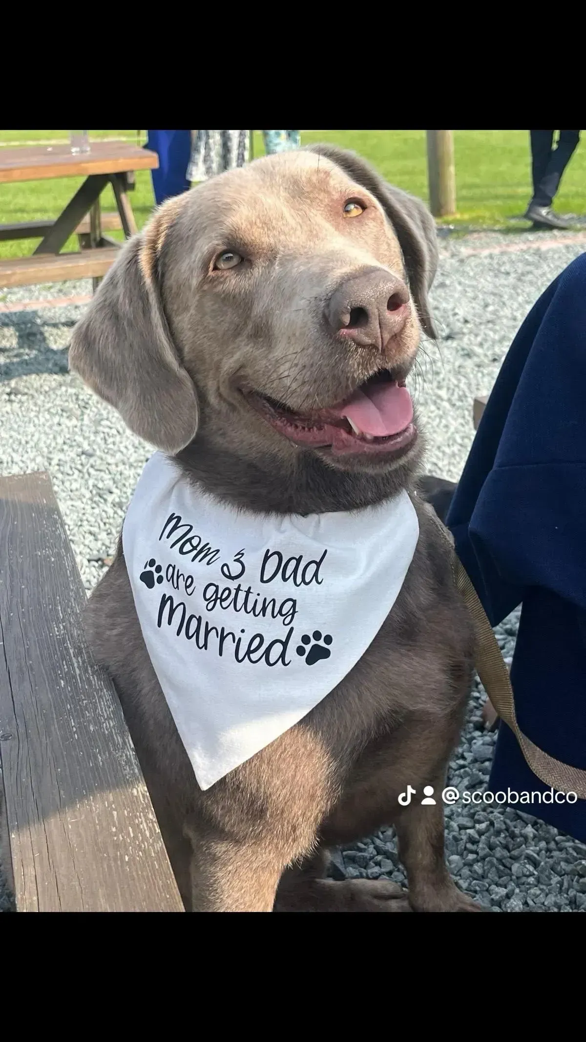 Frankie - Wedding bandana thumbnail image