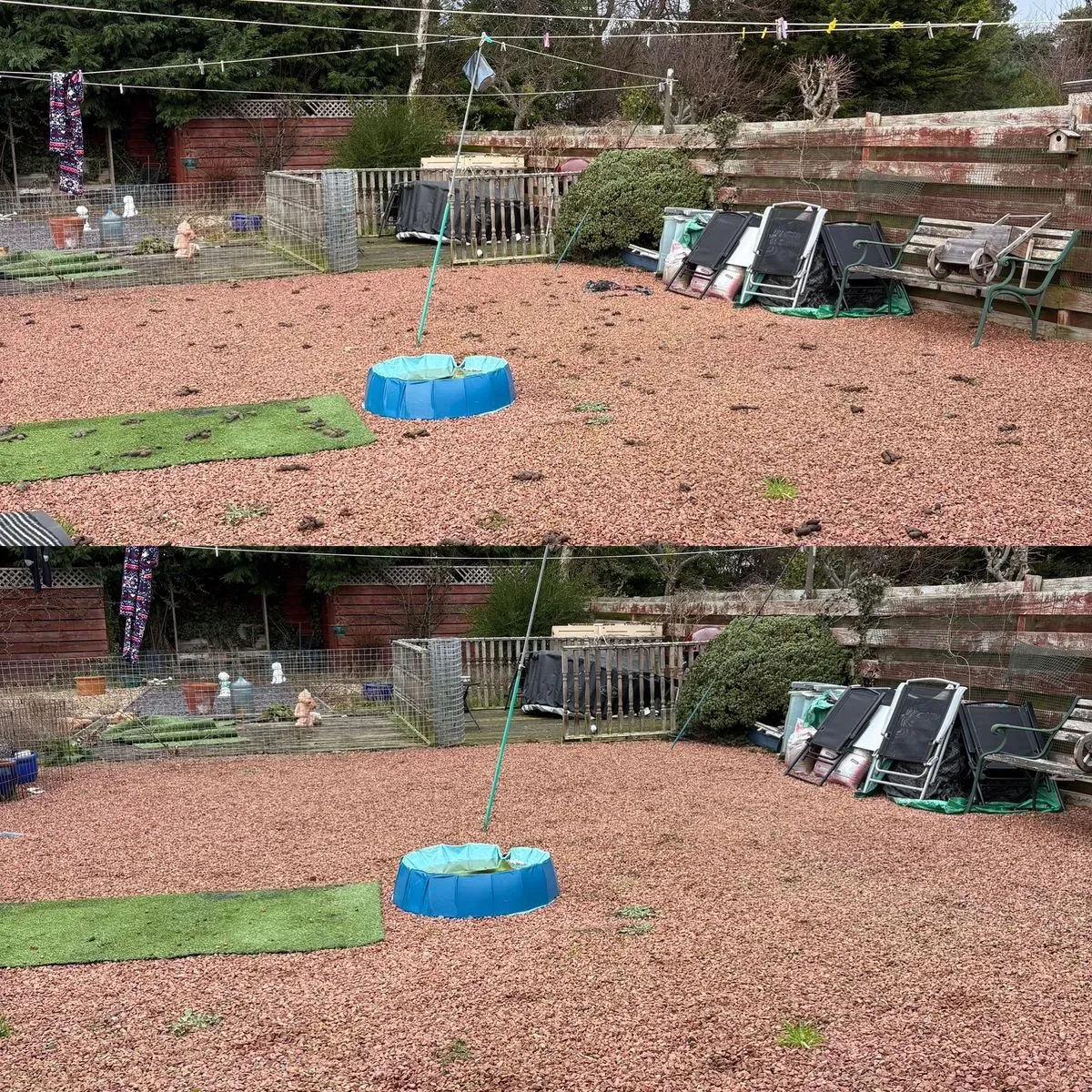 Dog Waste Removal image background image