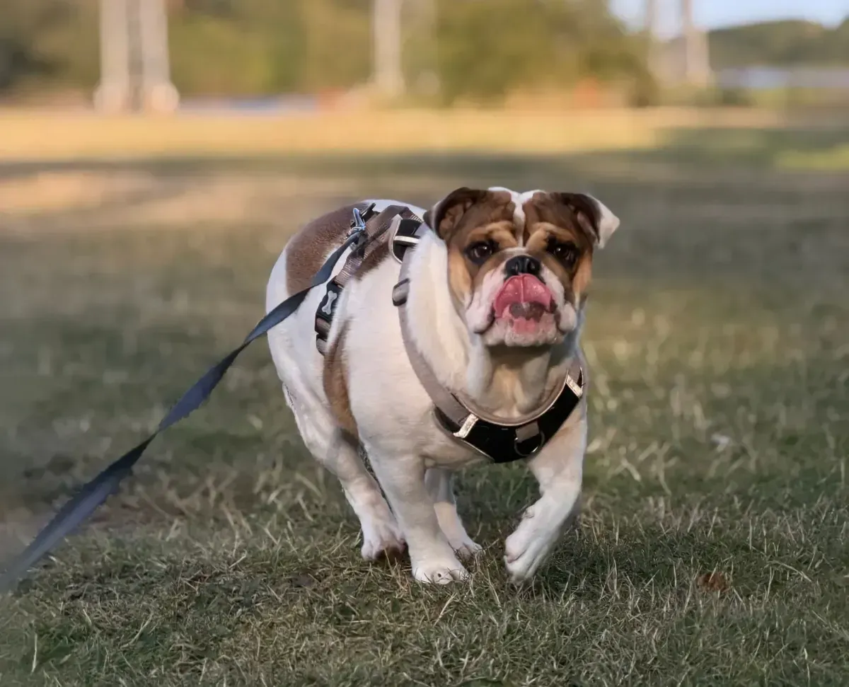 Solo Dog Walks