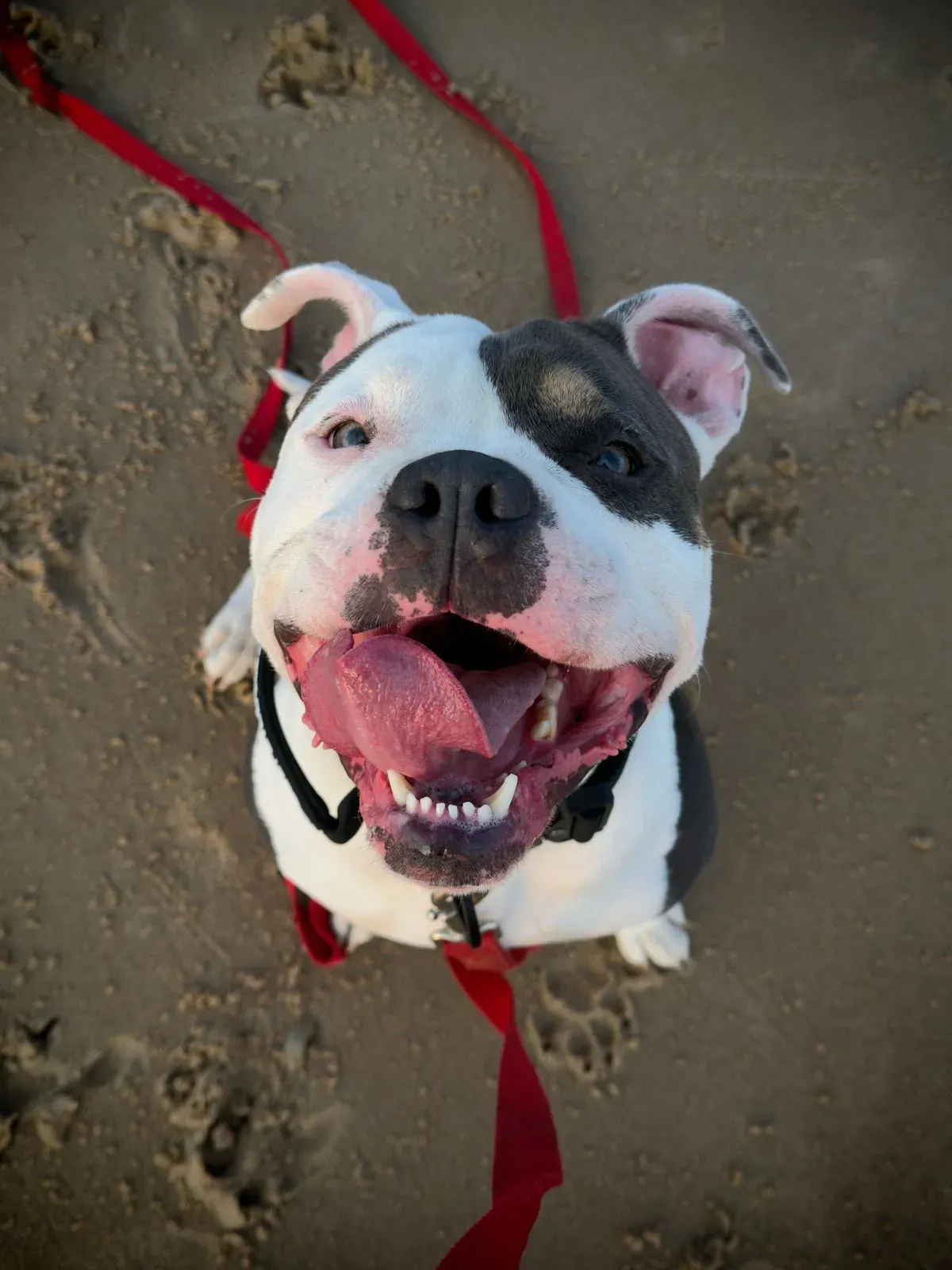 Trusted Dog Walking Services in Blyth