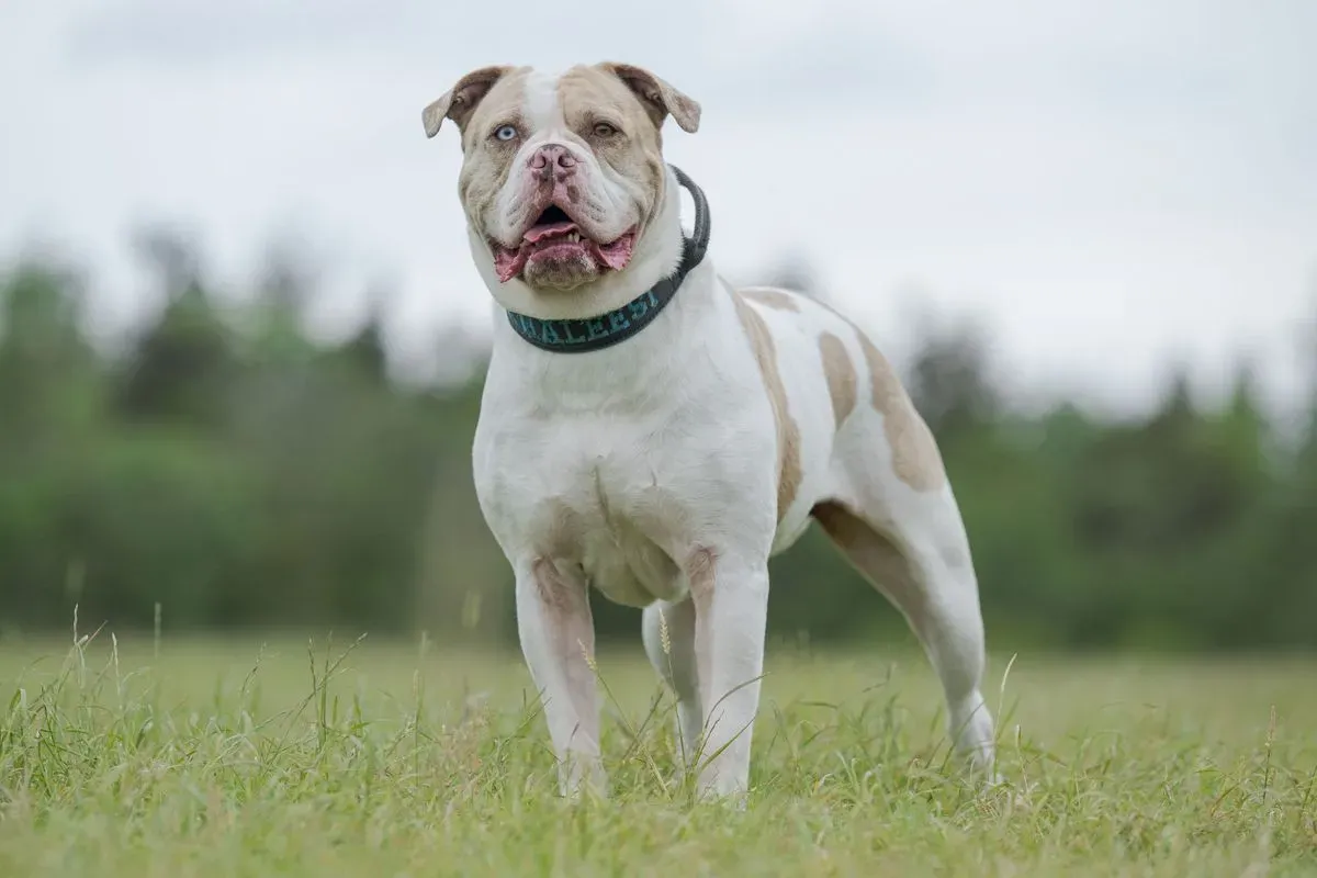 Senior Dog Walks