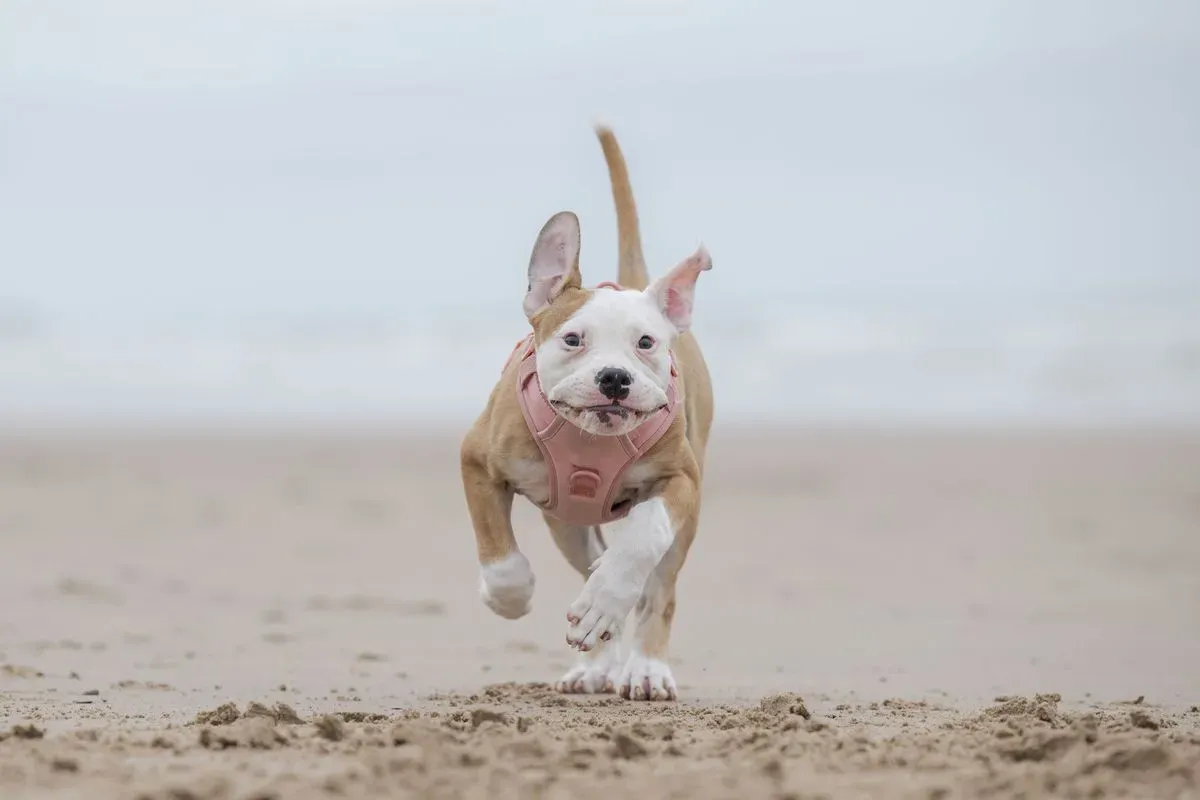 Off-Leash Adventures