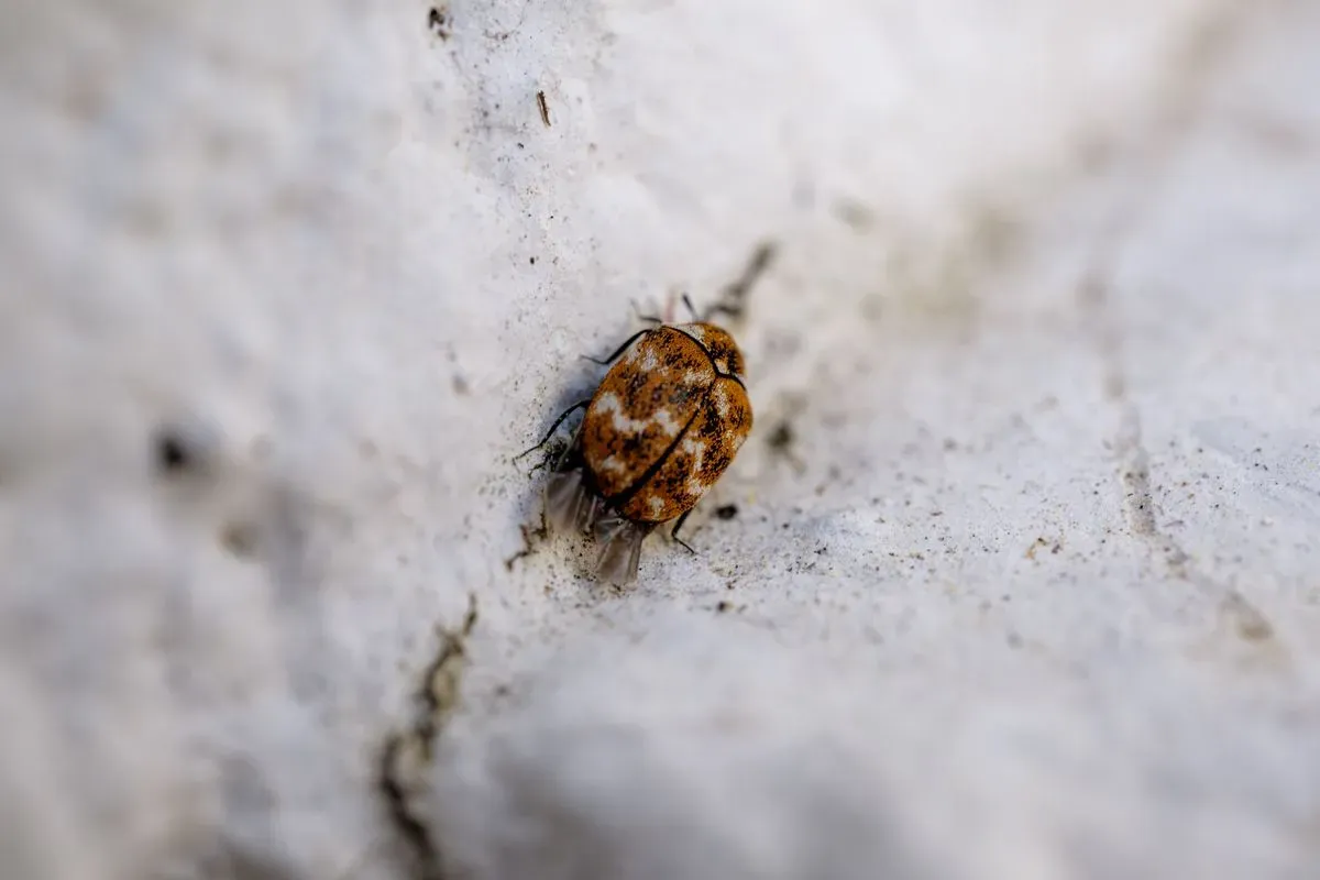 Bed Bug Removal image background image