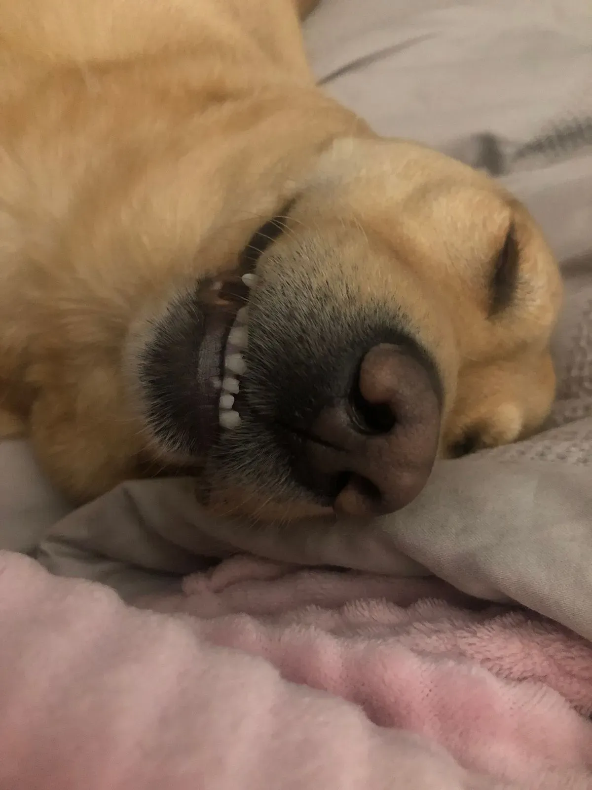 Overnight pet sitting image background image