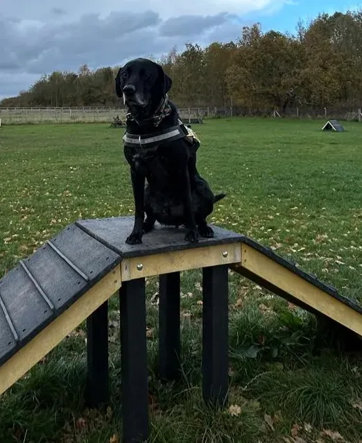 Agility Training image