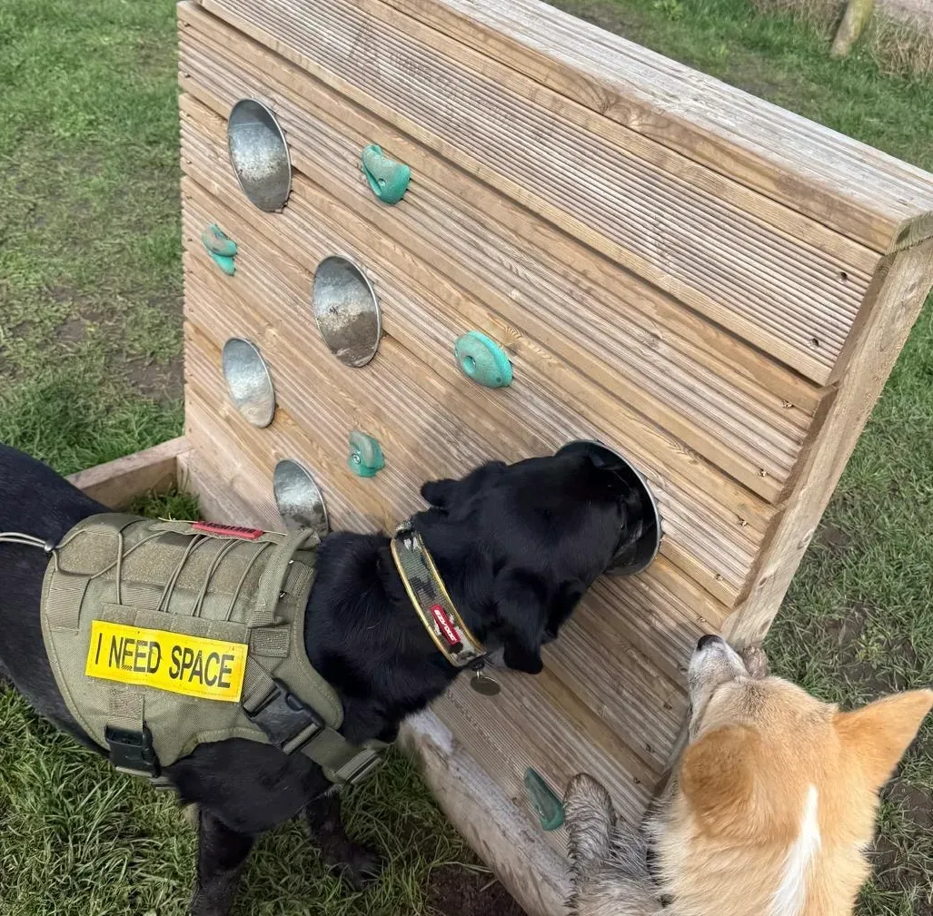 Canine Enrichment Activities image