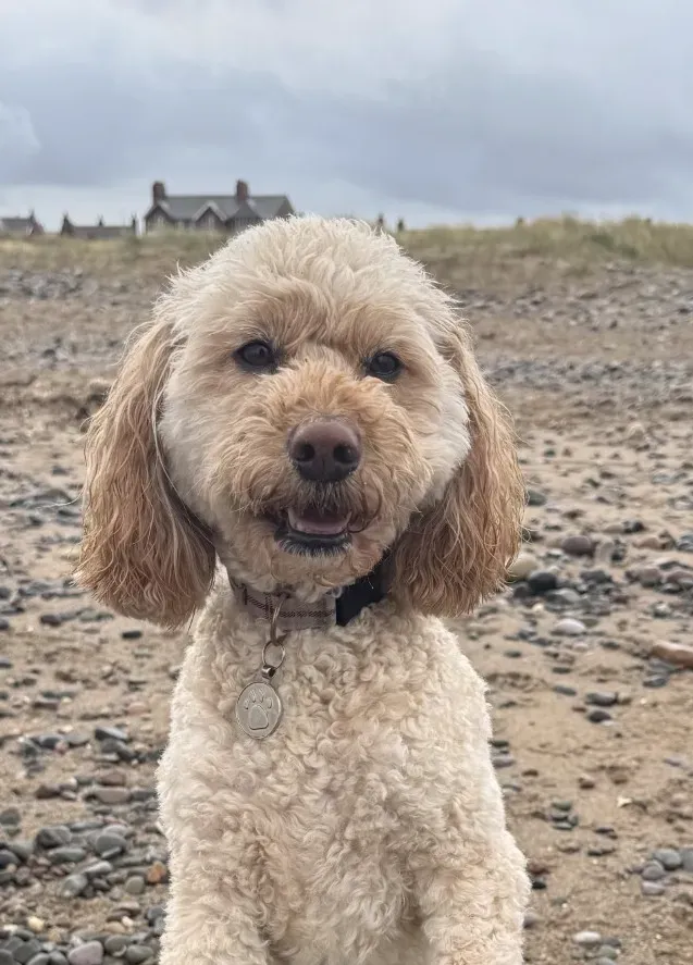 One-on-One Dog Walking image