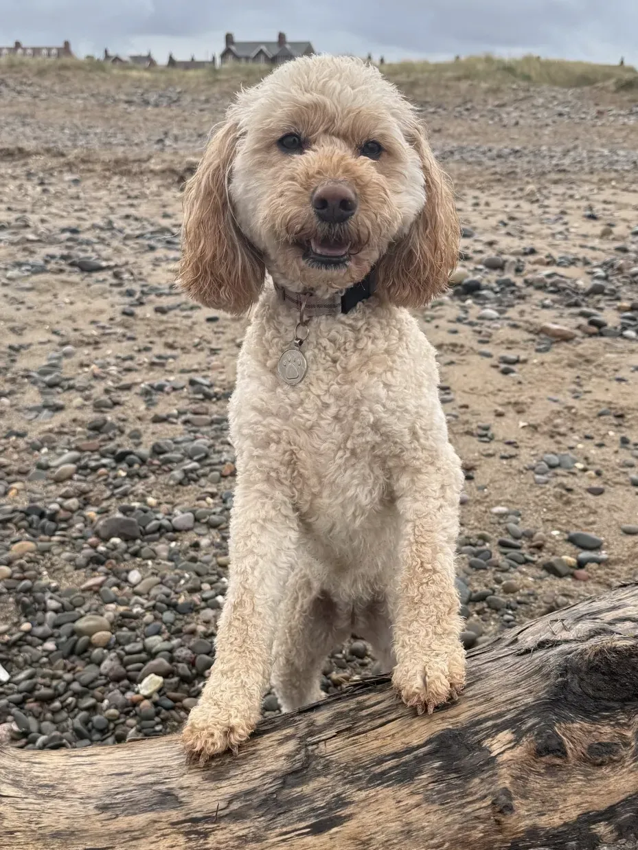 One-on-One Dog Walking image