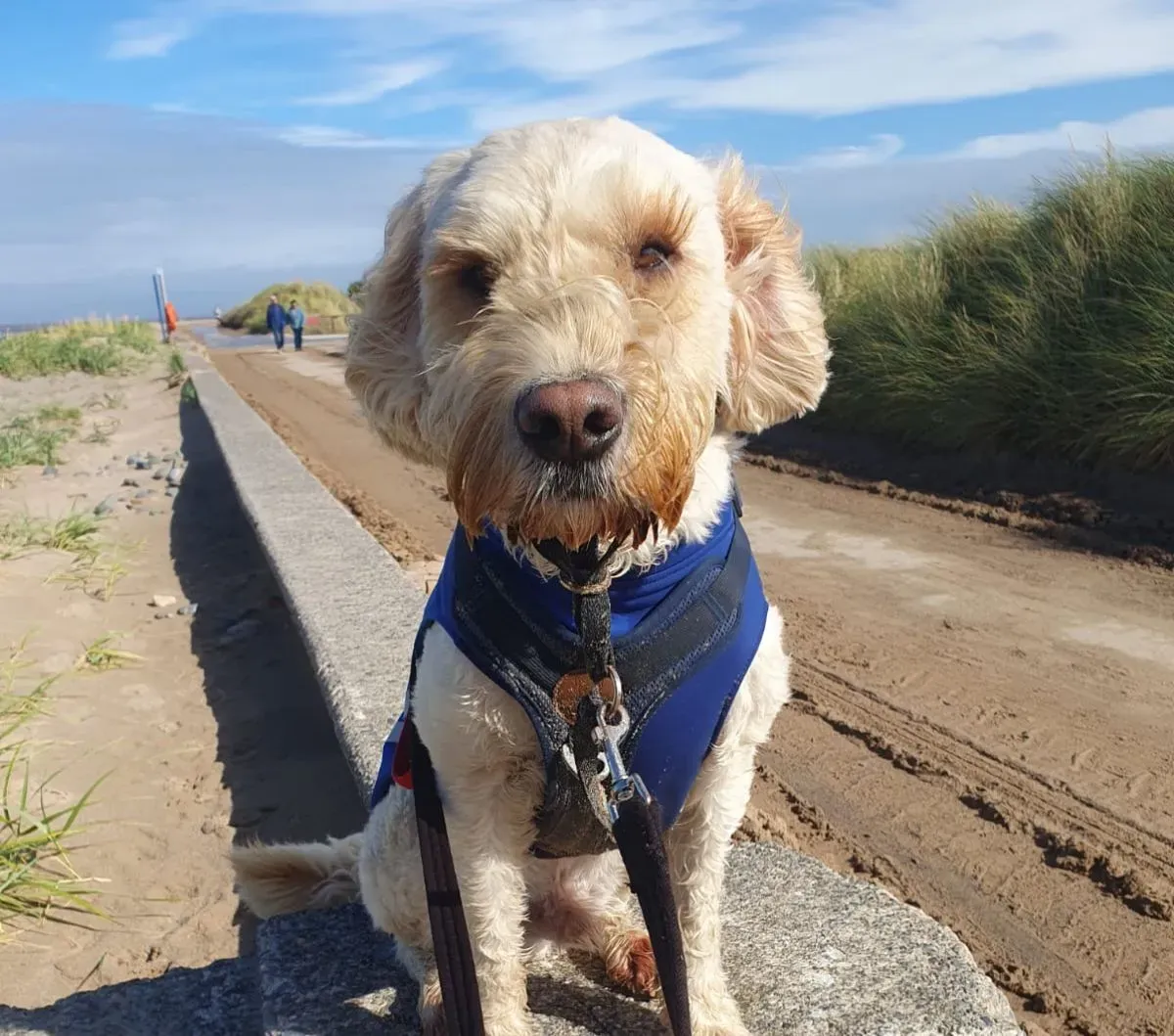 Leash Training image