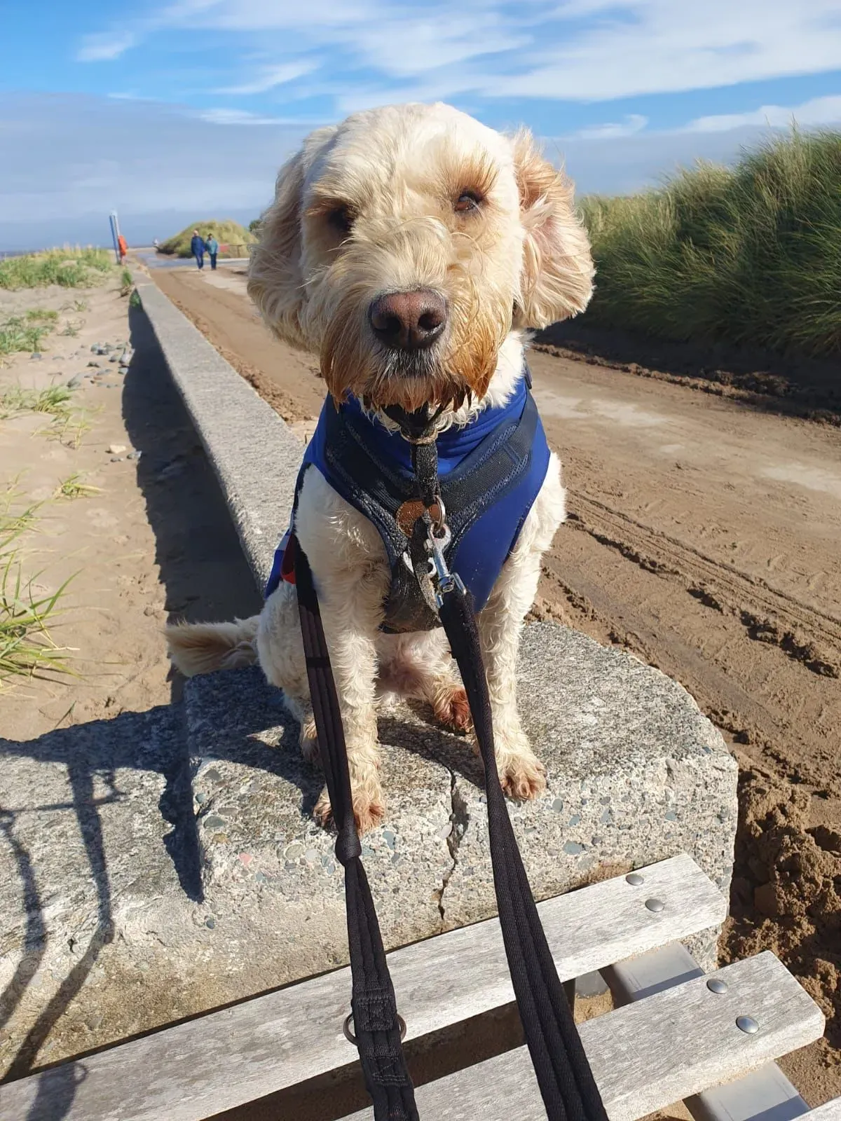 Leash Training image