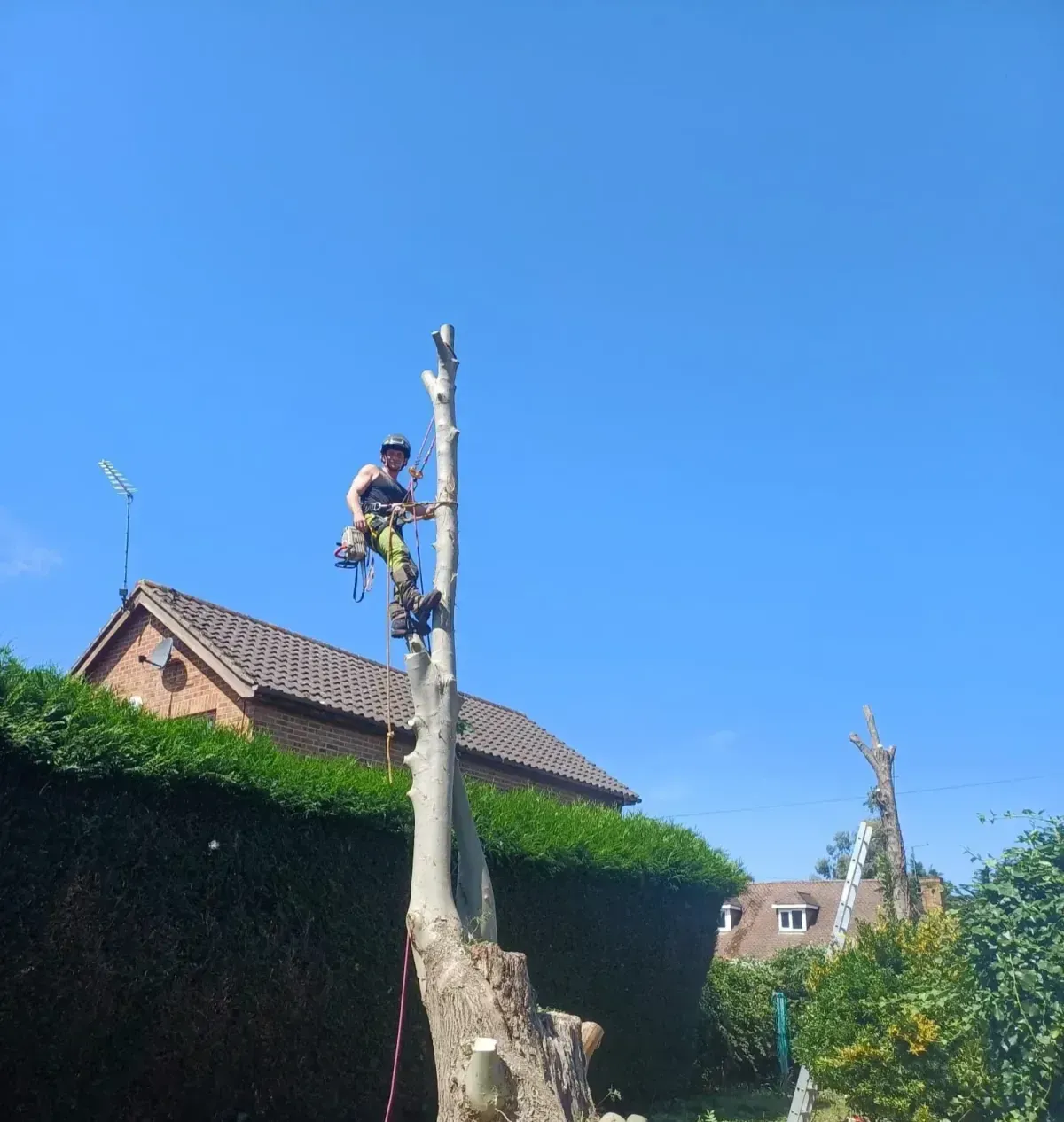 Professional Tree Services
