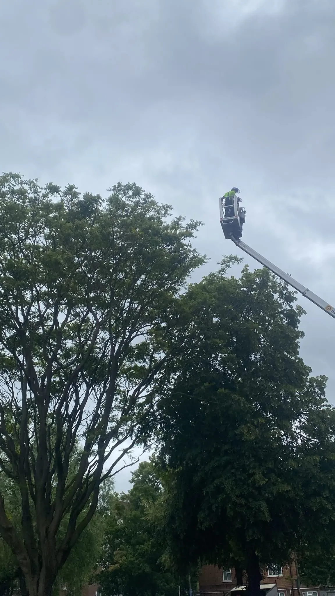 Tree Trimming