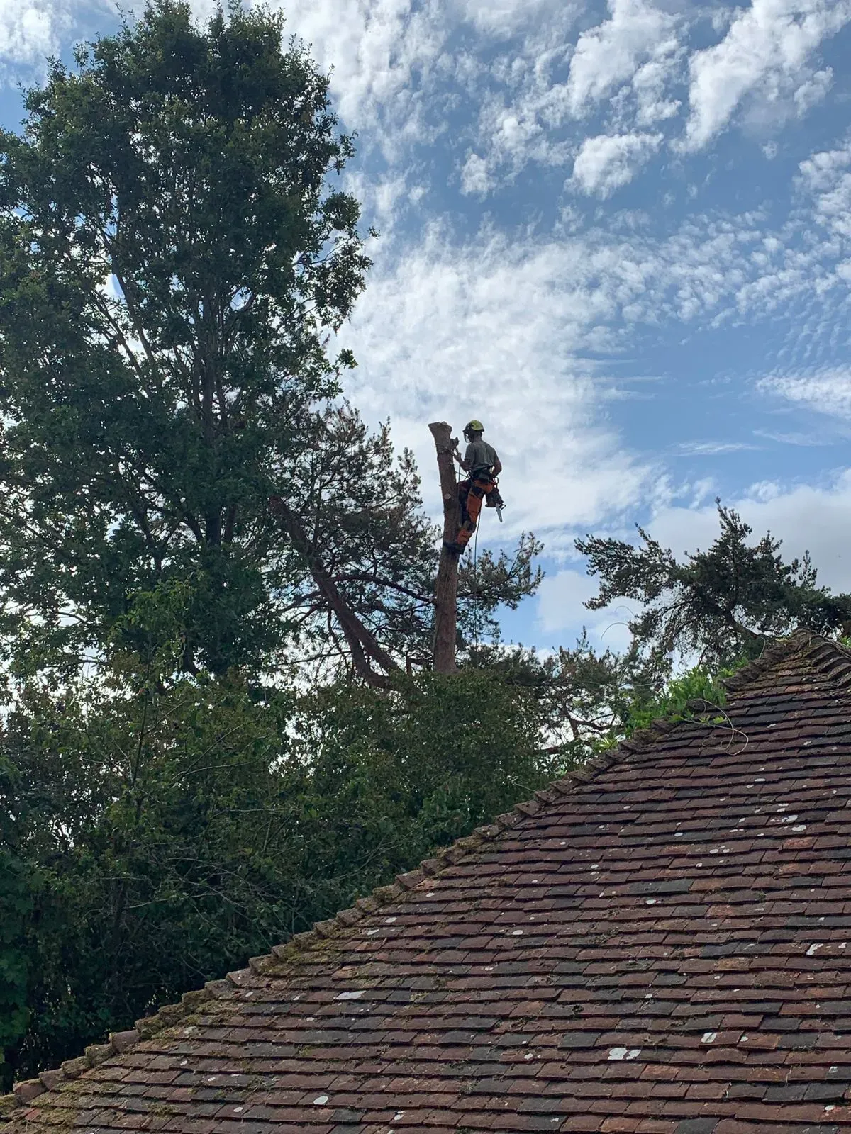 Tree Removal