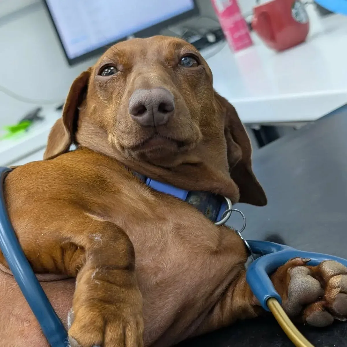 Veterinary CPD image background image