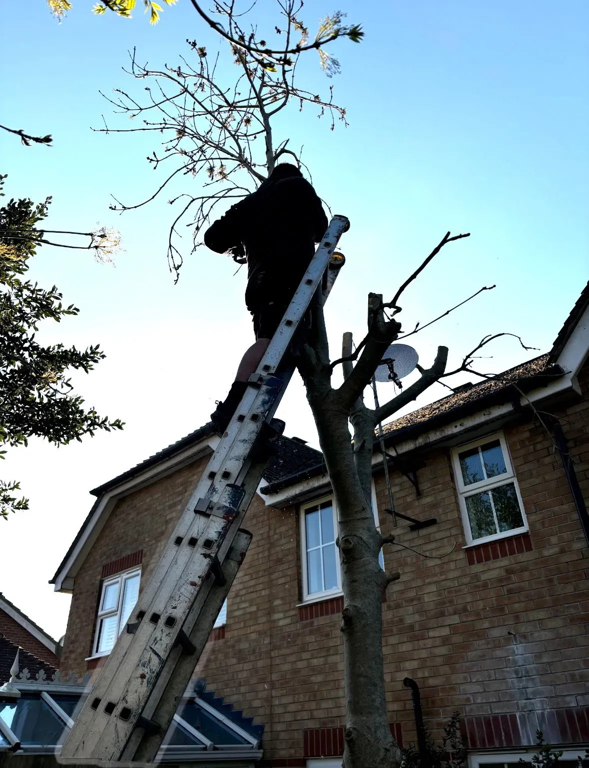 Tree surgery image background image