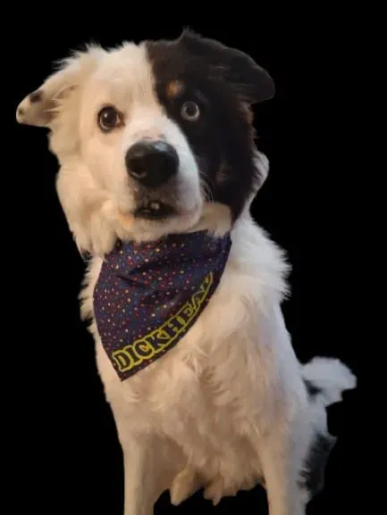 8222269849239-58ty2mnc2iorbh26ayc8qp-dickhead-bandana thumbnail image