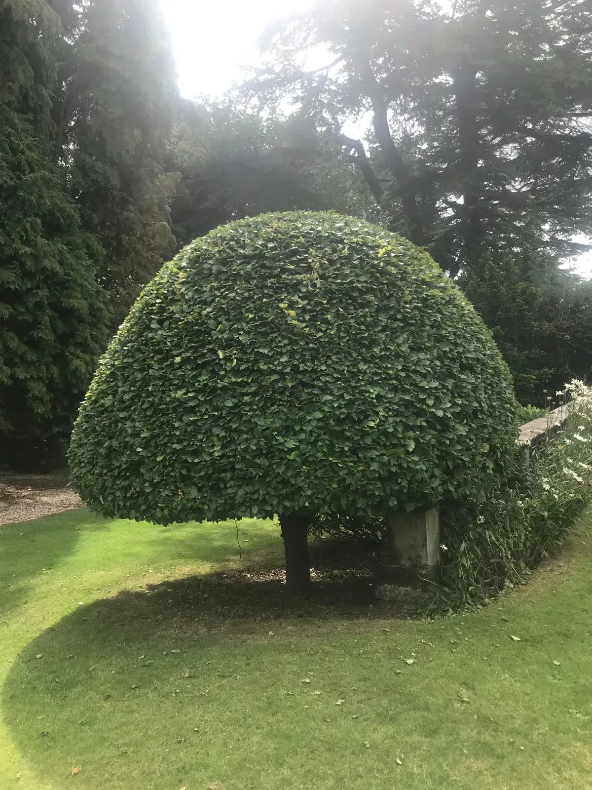 Leaf removal image background image