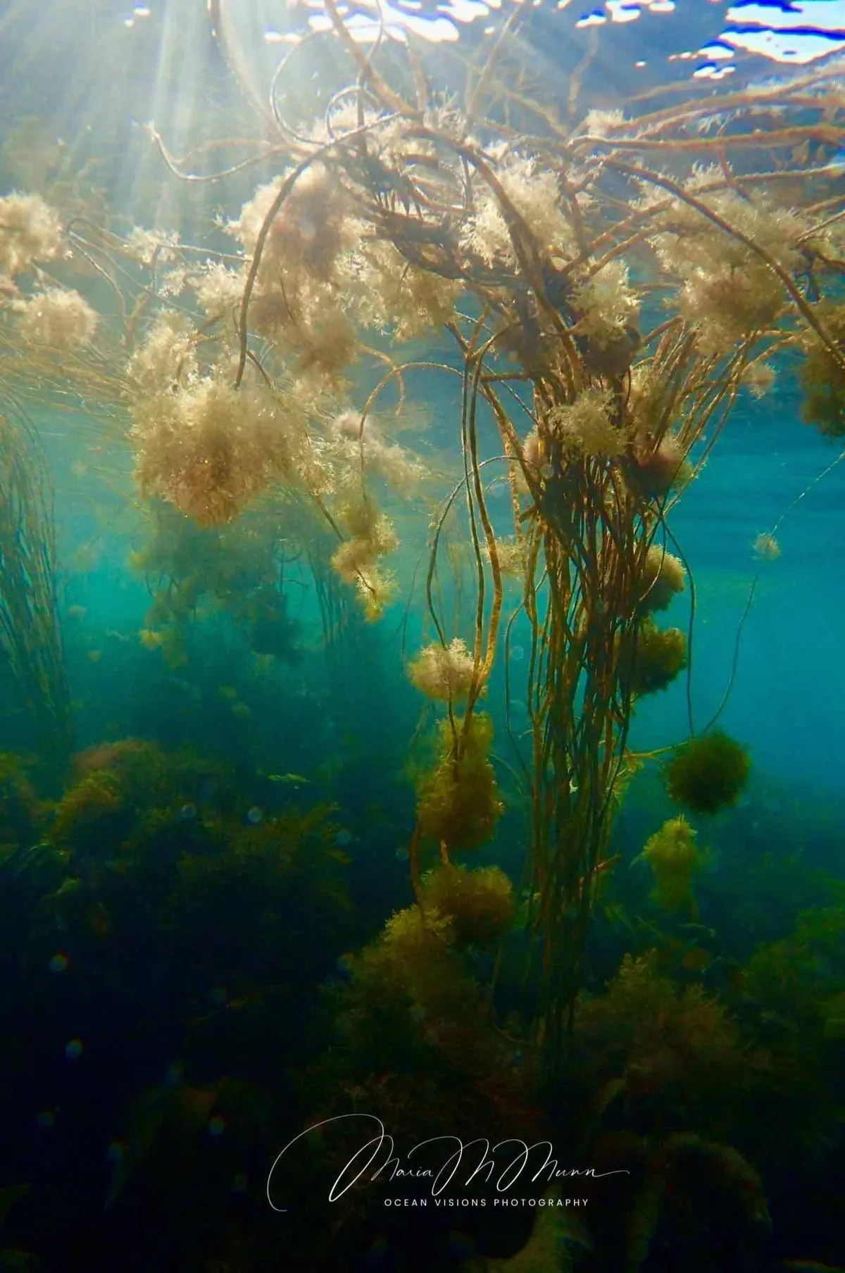 Descriptive text for the image