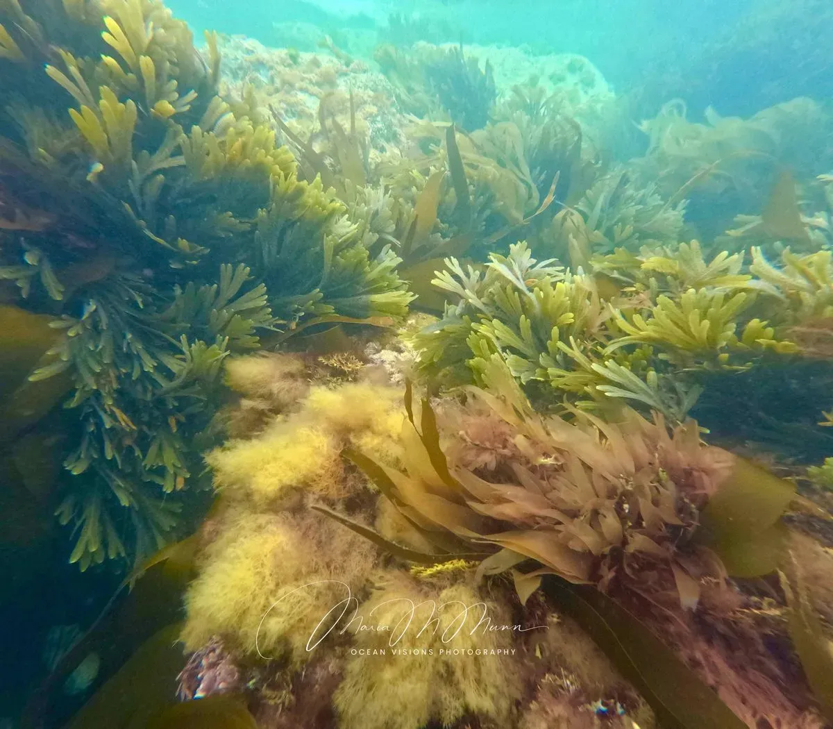 Descriptive text for the image