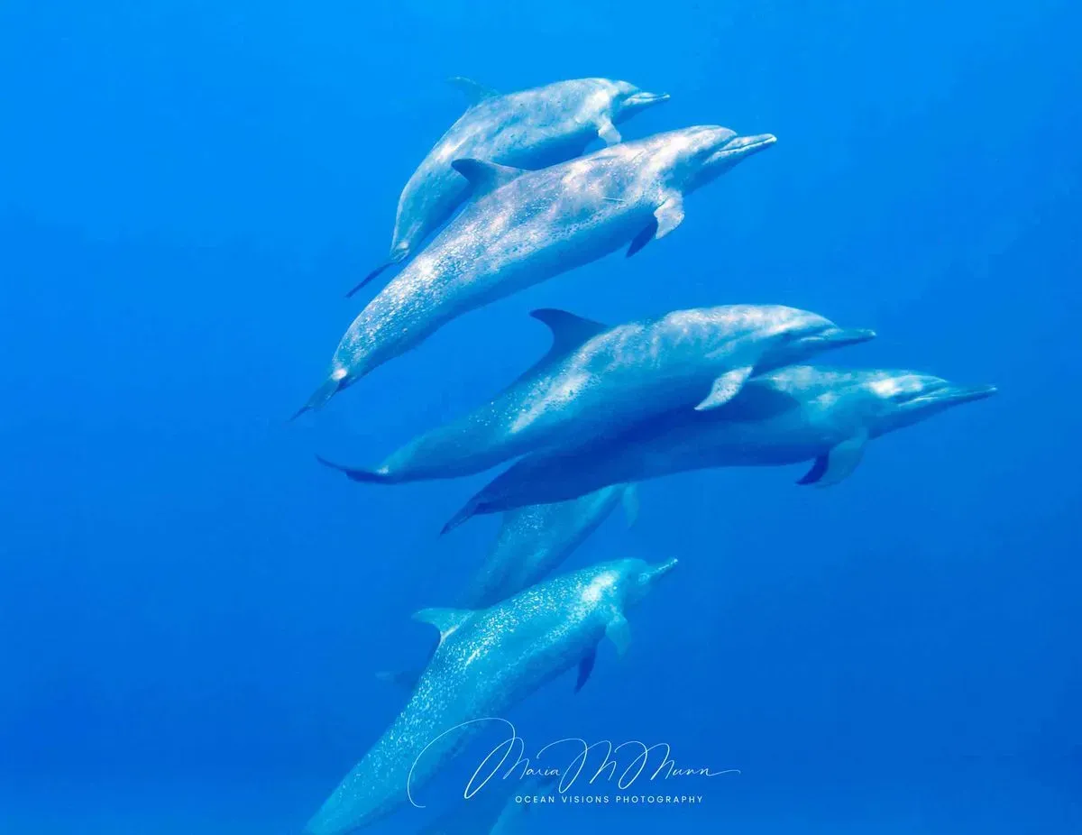 Descriptive text for the image