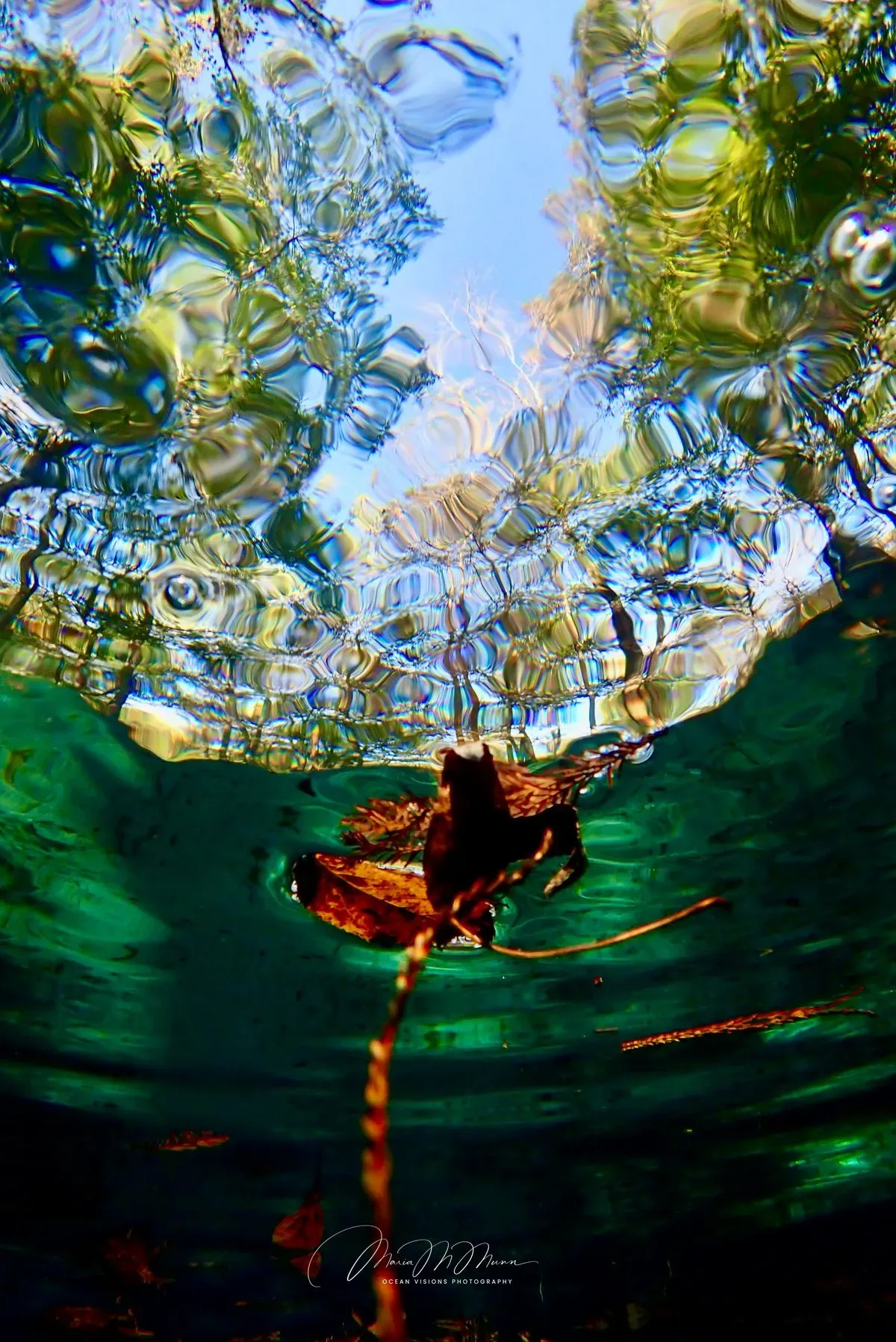 Descriptive text for the image