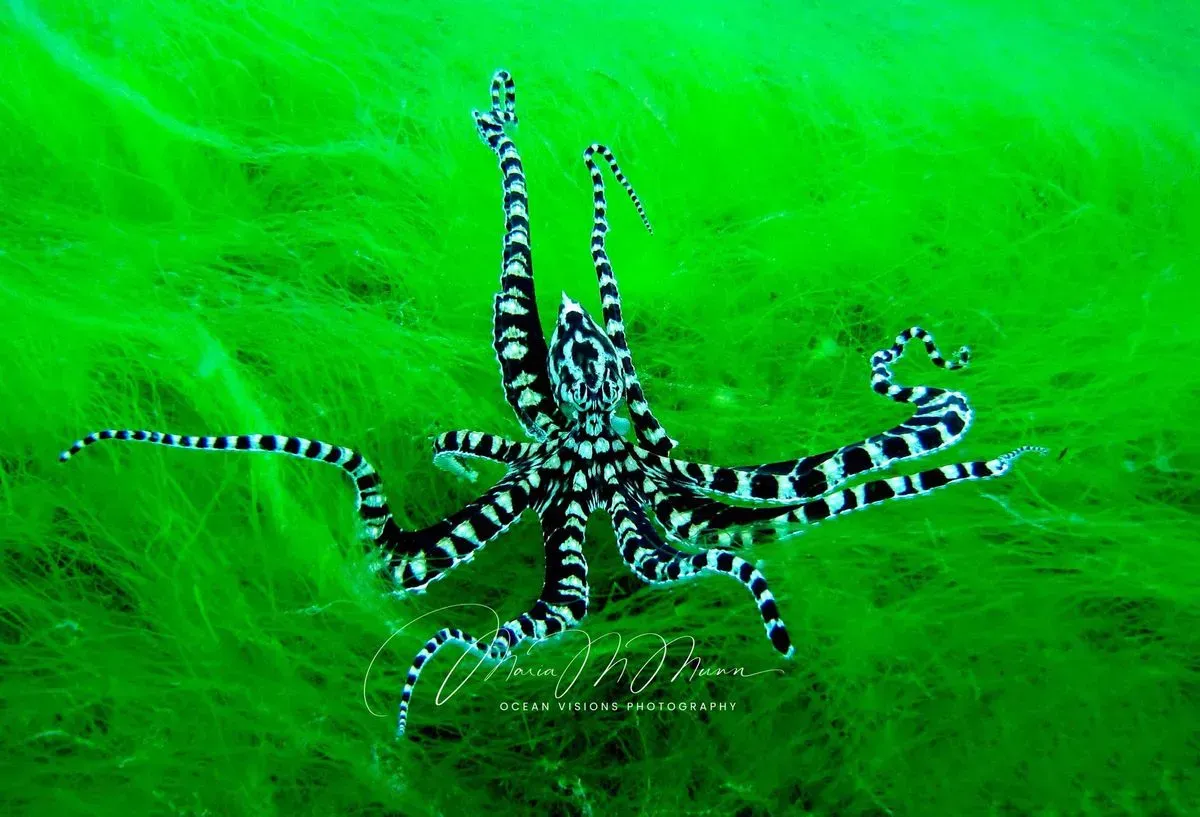 Descriptive text for the image