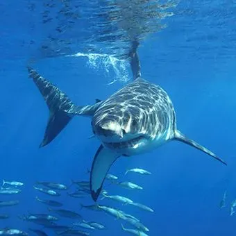 Landscape, Wildlife, Mindful & Underwater Photography Courses, Prints & Gifts, Talks image