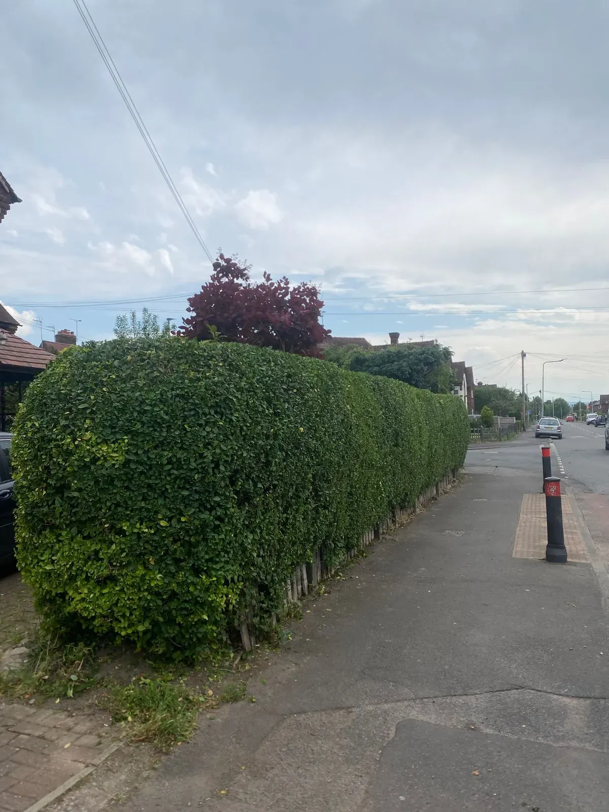 Tree pruning image background image