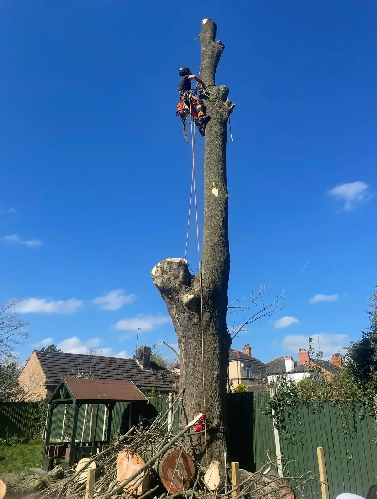 Tree trimming image background image