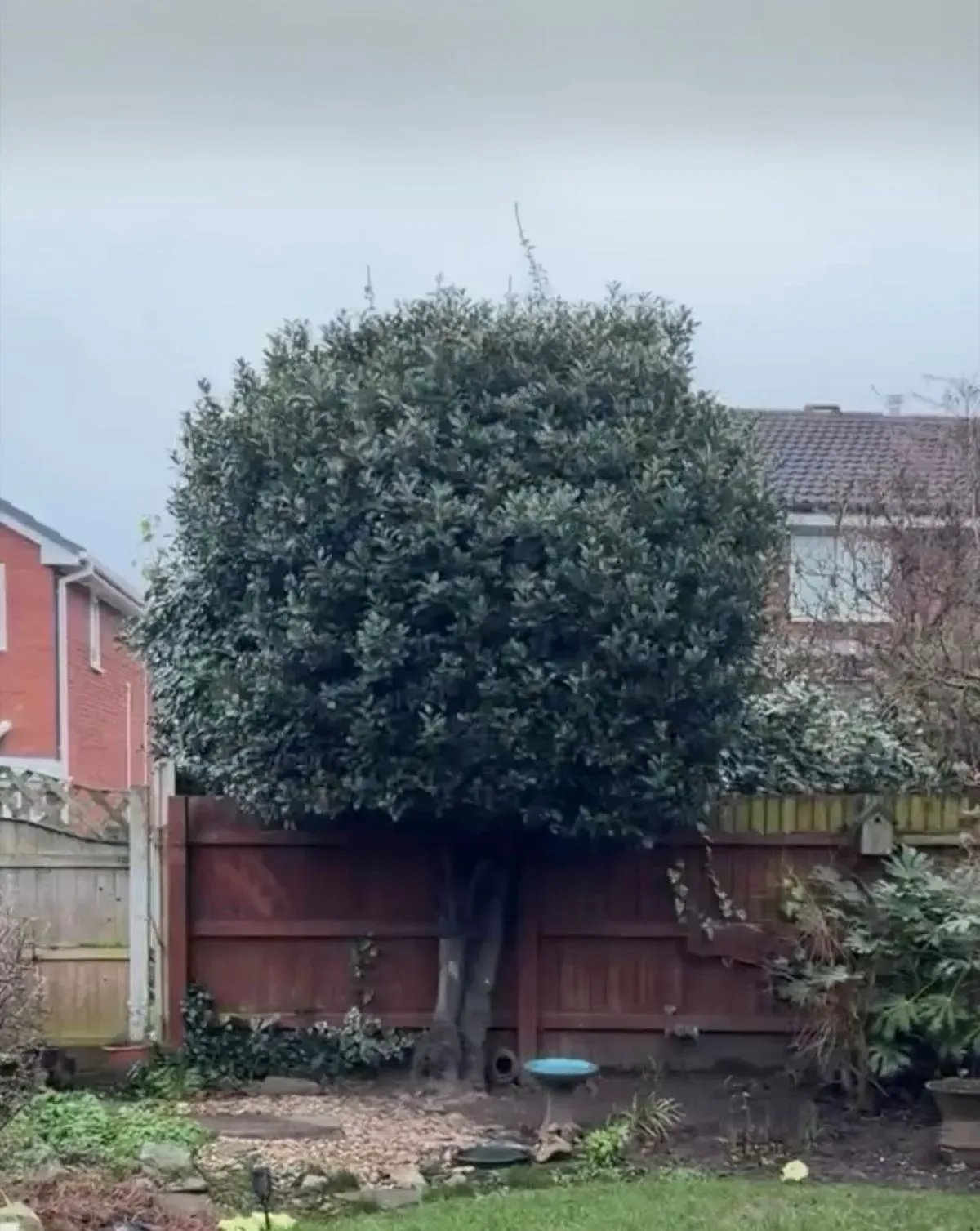 Tree removal image
