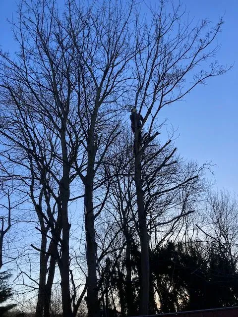 Tree pruning and removal image