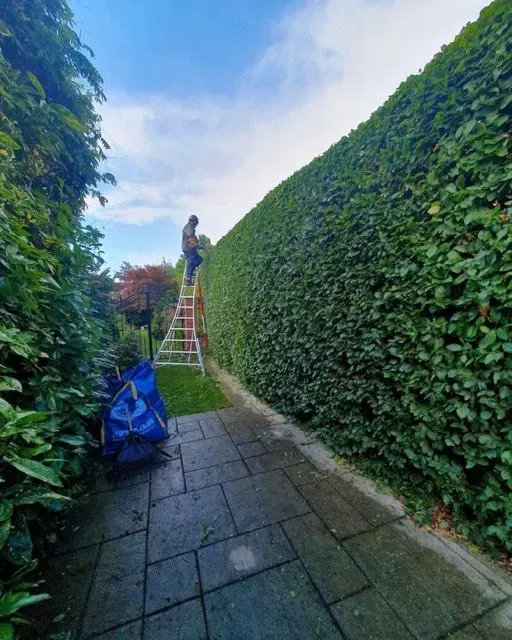 Hedge trimming, reducing and removal image
