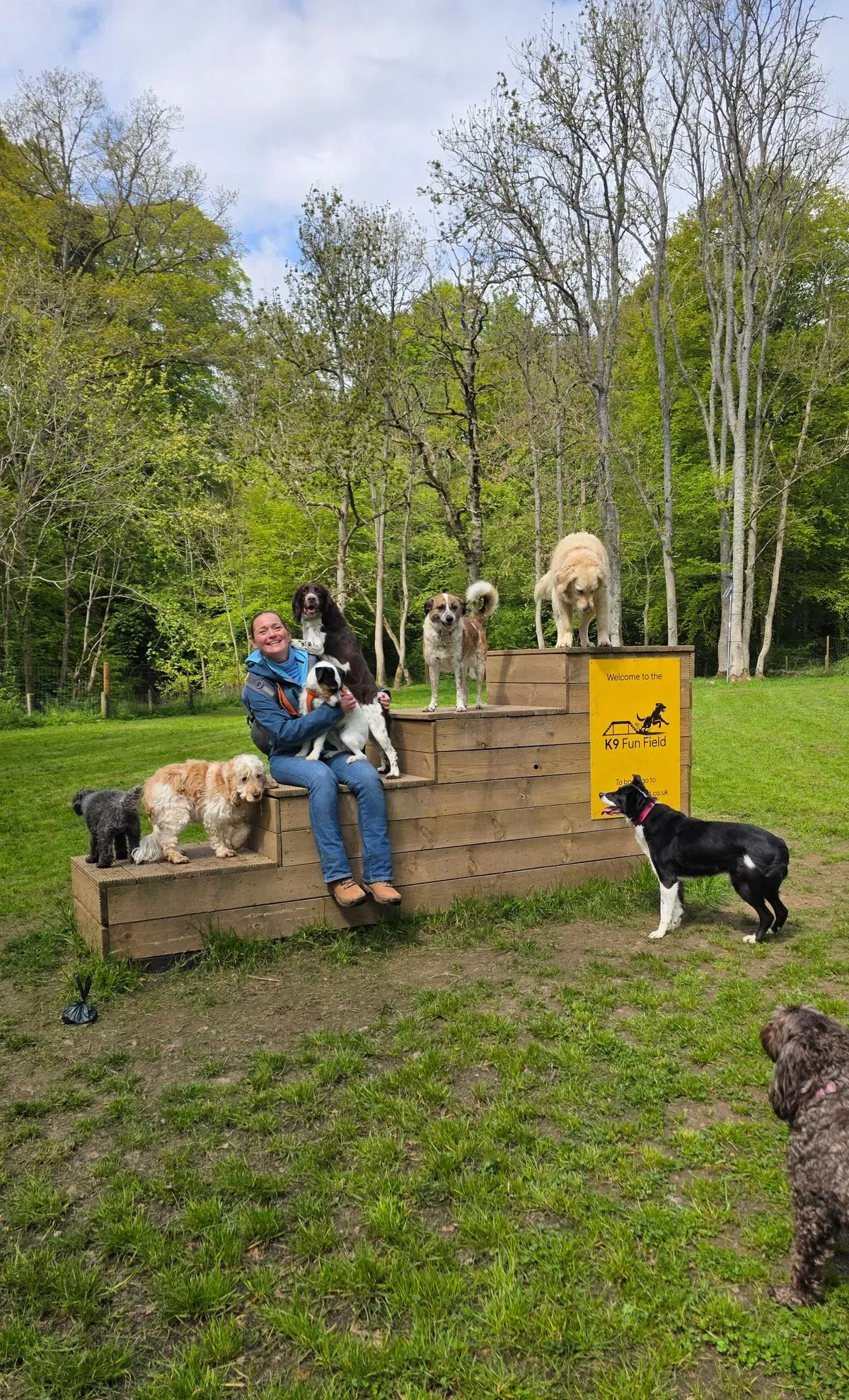 Dog field image background image