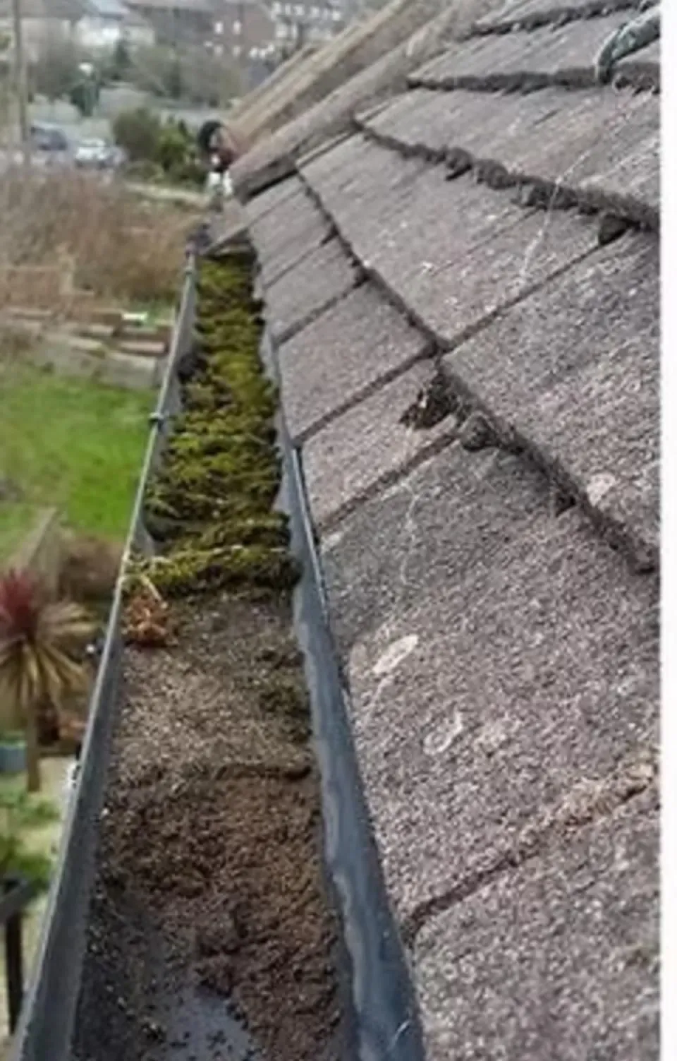 Moss Removal image background image