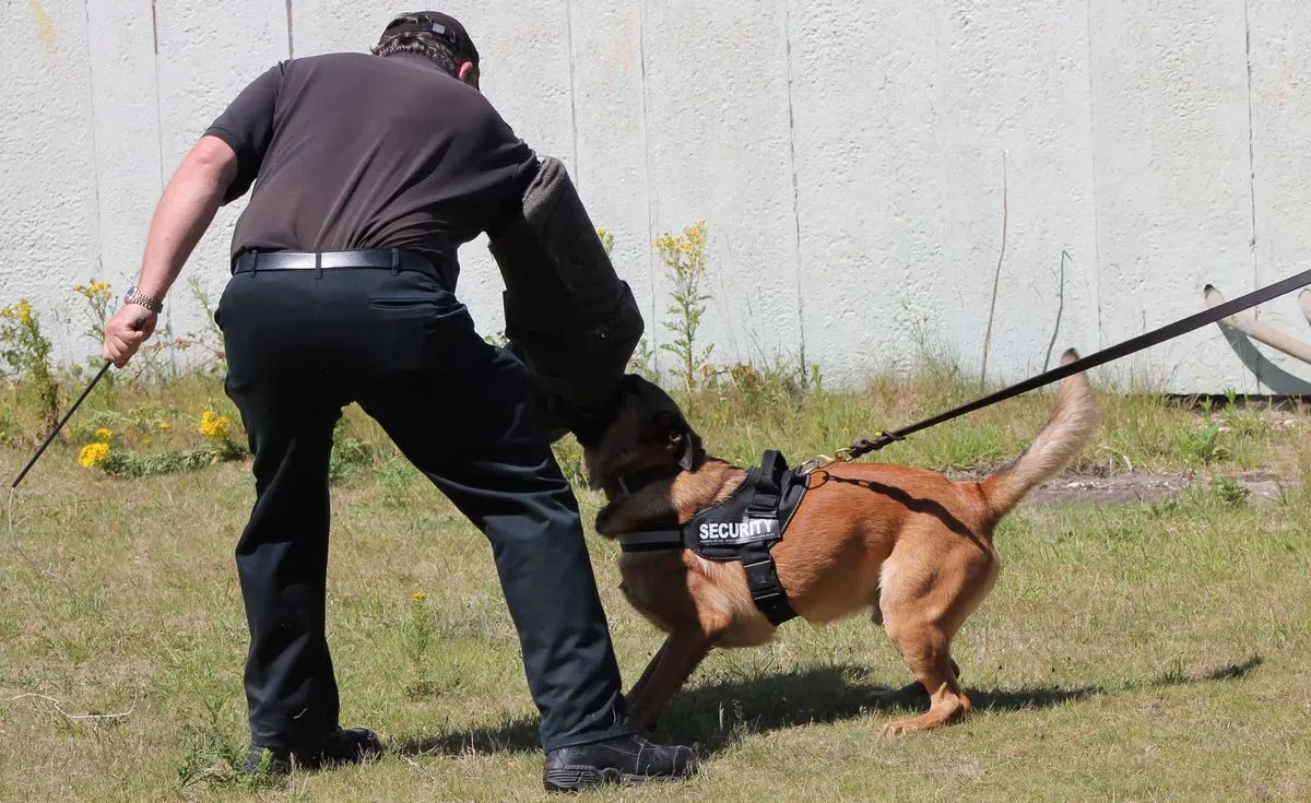 Descriptive text for the image