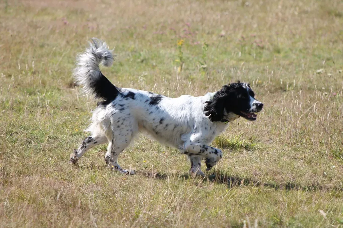 Descriptive text for the image