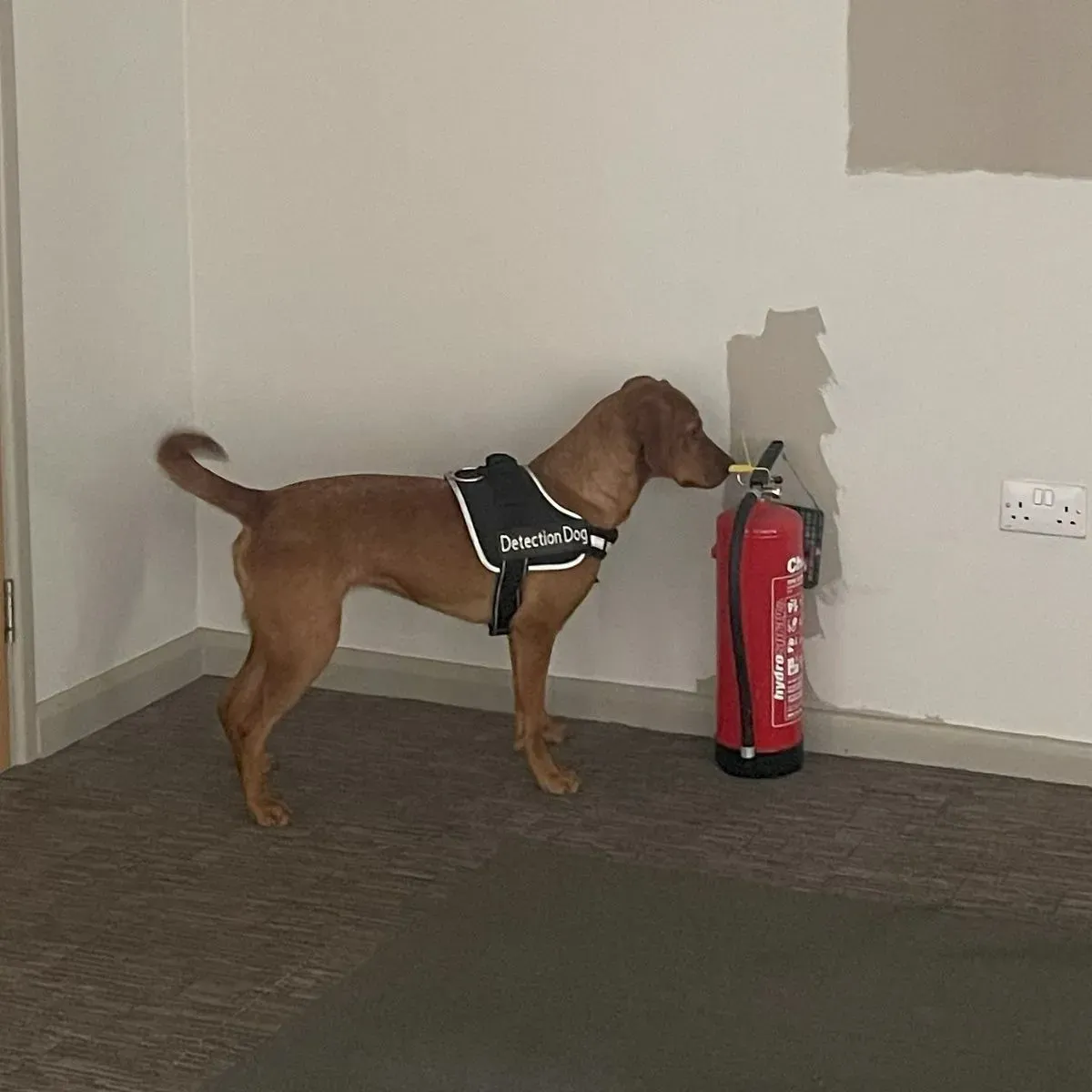 Descriptive text for the image