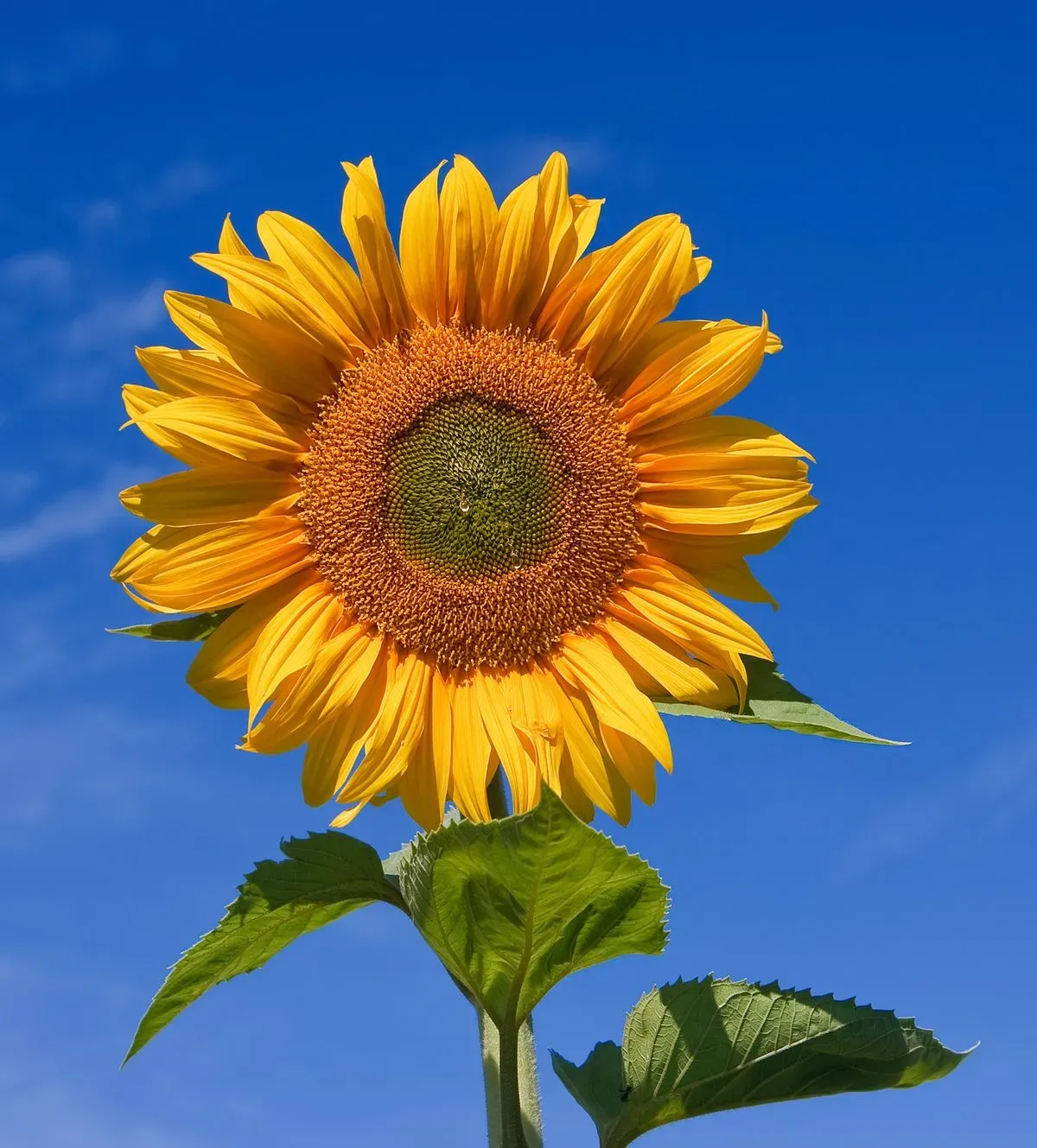 Sunflower Gift Shop logo