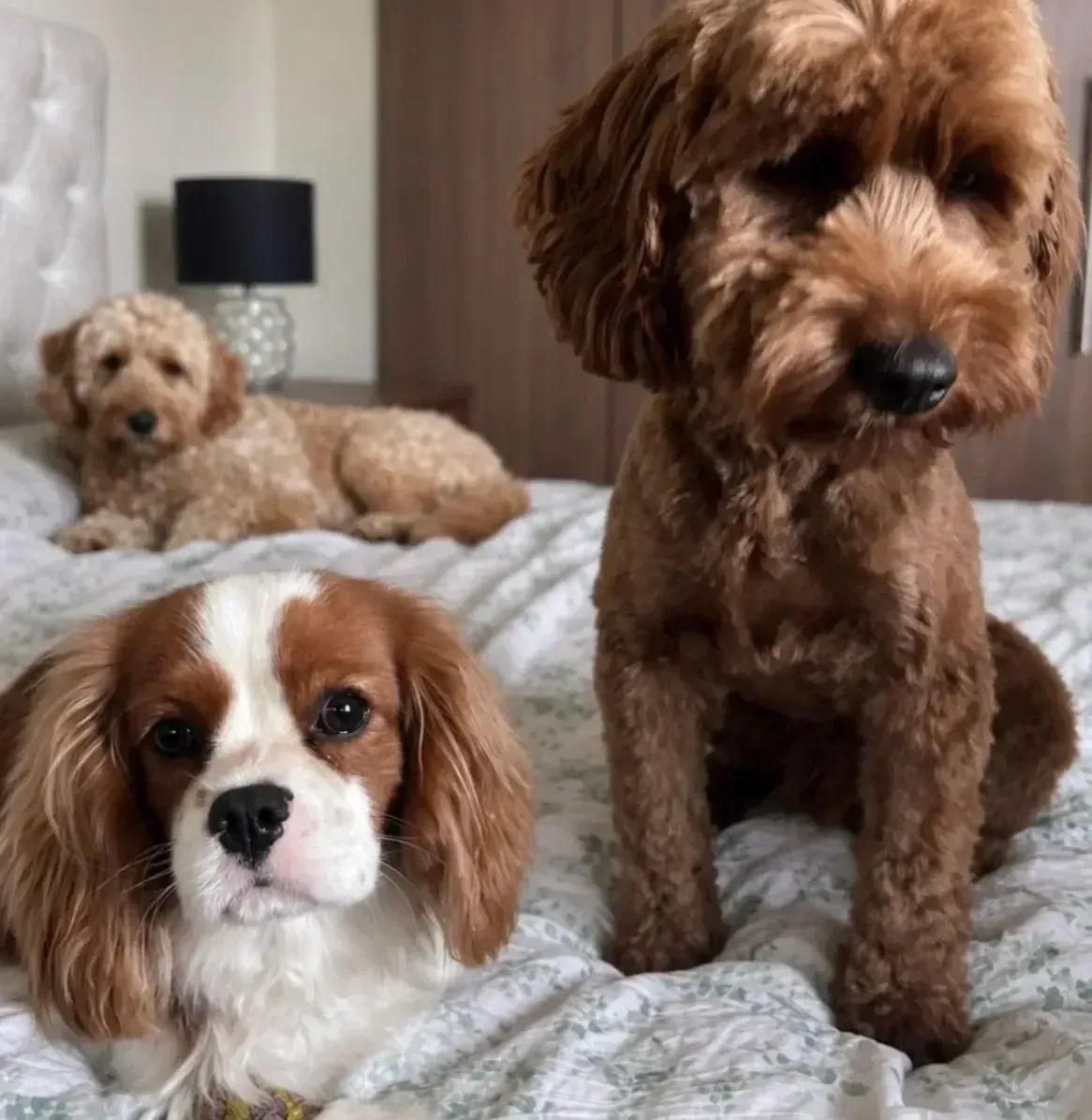 Pet Boarding